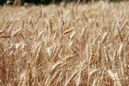 Dried Wheat Heads 60017