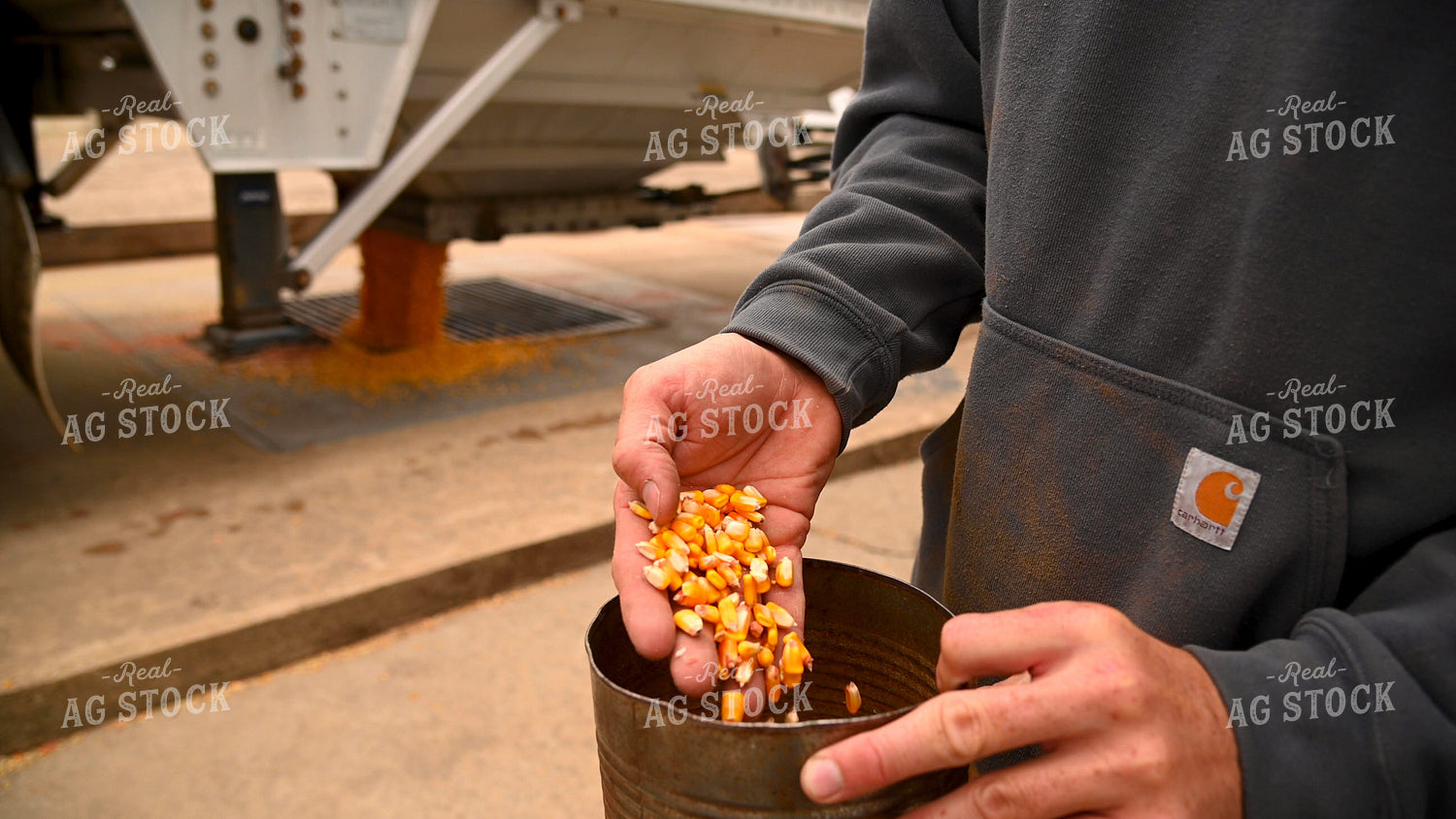 Farmer Testing Corn Moisture On-farm Storage 25613