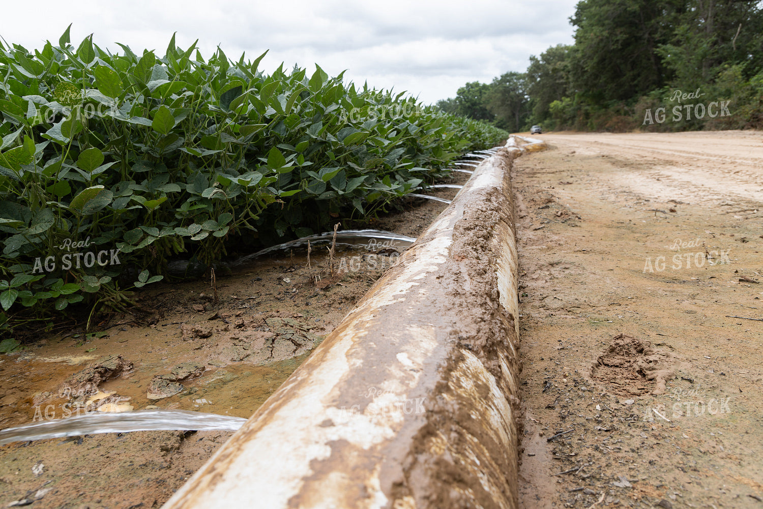 Irrigated Soybean Field 79822