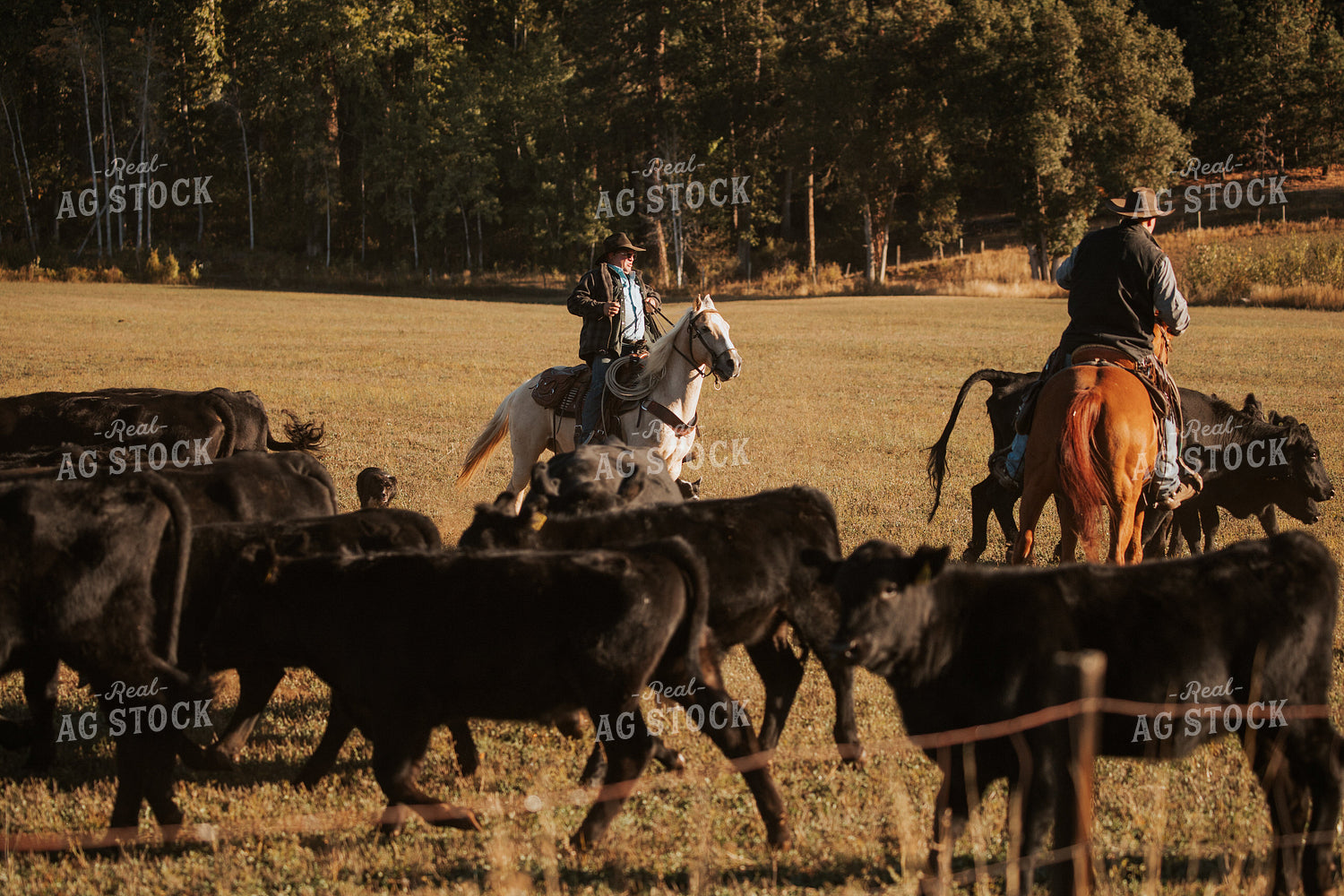 Ranchers on Horseback with Cattle 66057