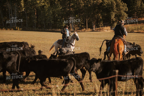 Ranchers on Horseback with Cattle 66057