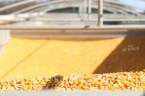 Harvested Corn in Semi Trailer 109108