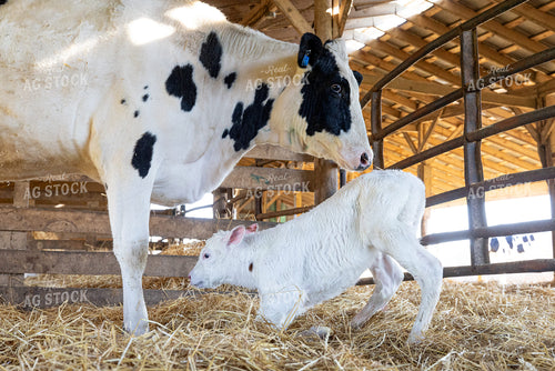 Holstein Cow Calf Pair 270518