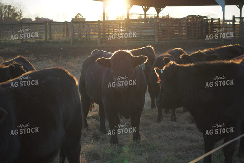 Black Angus Cattle 251108