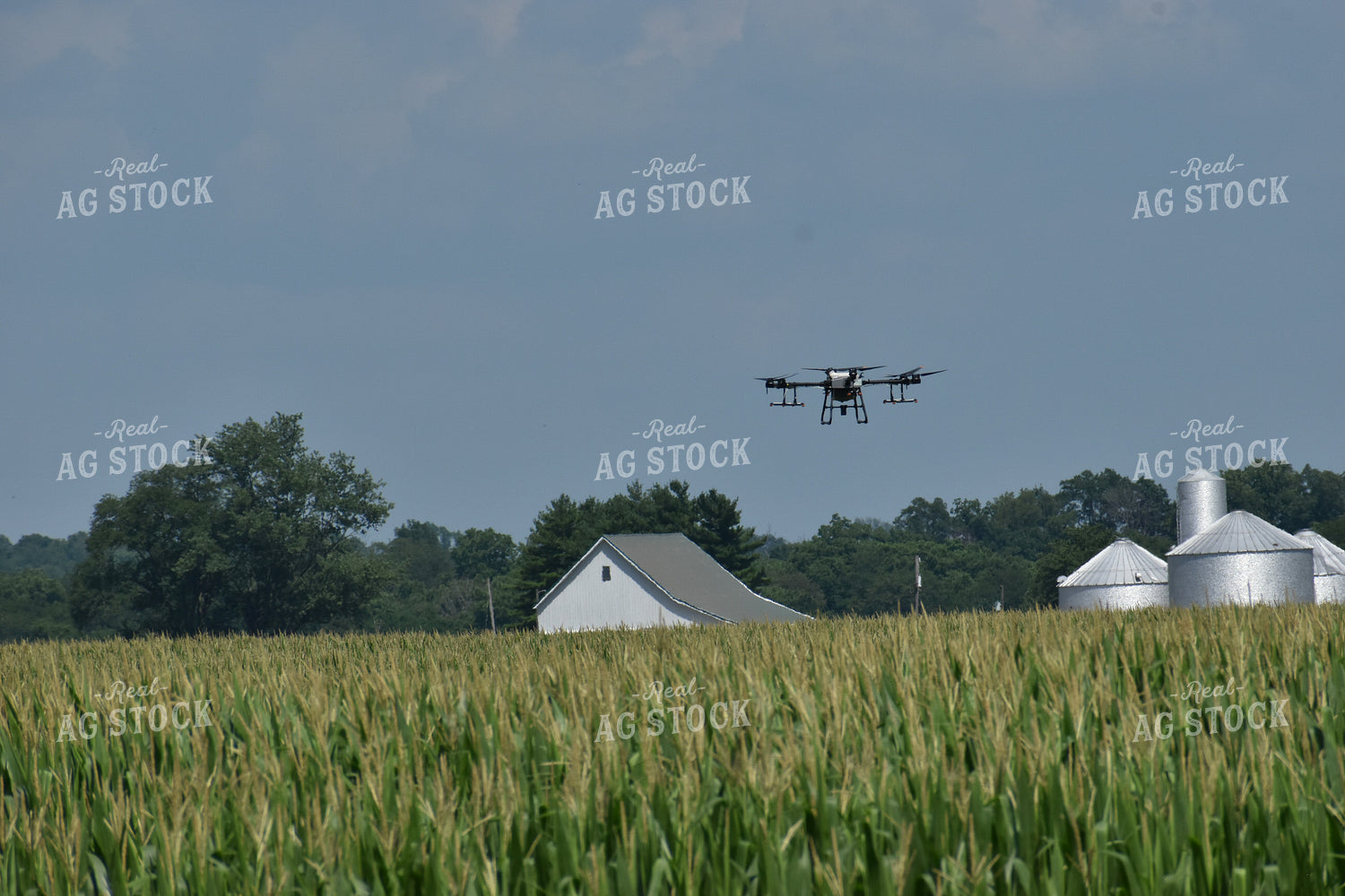 Drone Sprayer Above Corn 84099