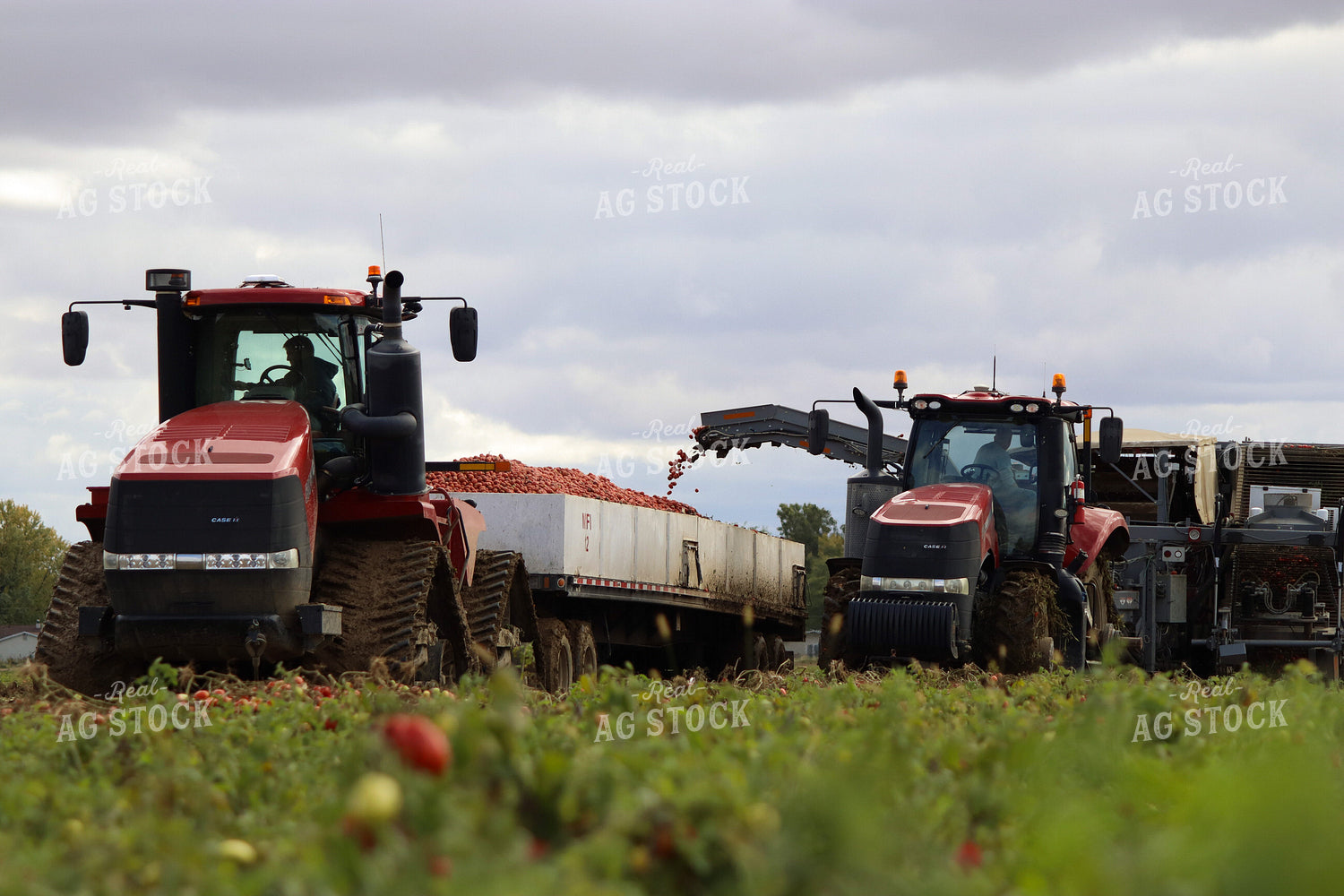 Tomato Harvest 109120