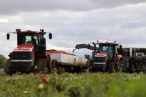 Tomato Harvest 109120