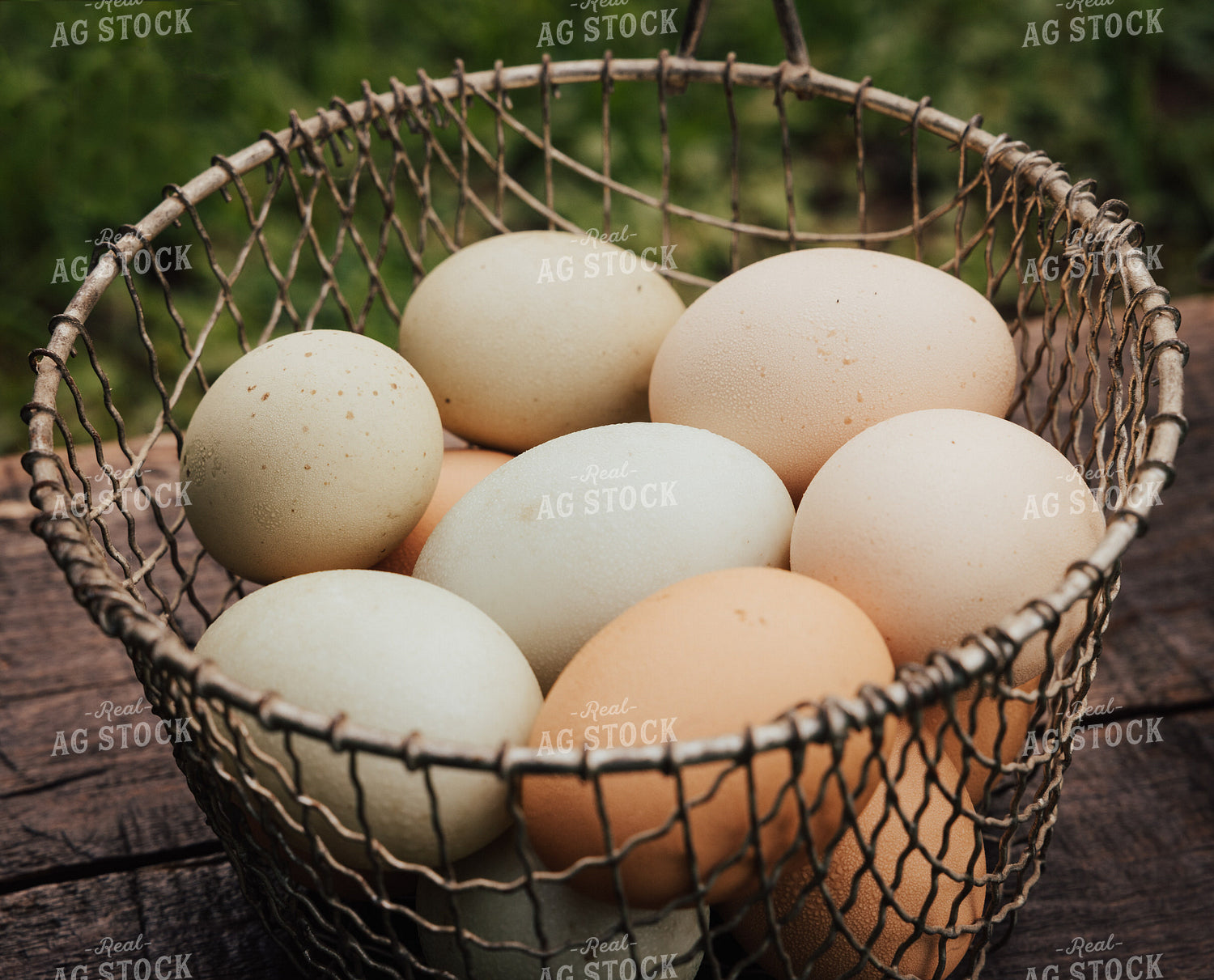 Eggs 178047