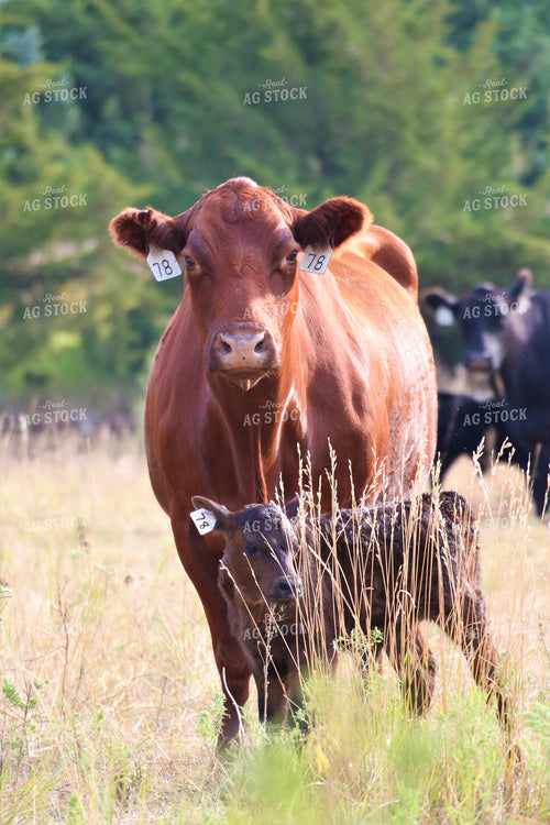 Red Angus Cow-Calf Pair 82117