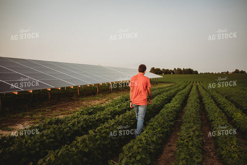Farmer with Soybean Field and Solar Panels 4605