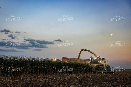 Chopping Corn Silage 152558