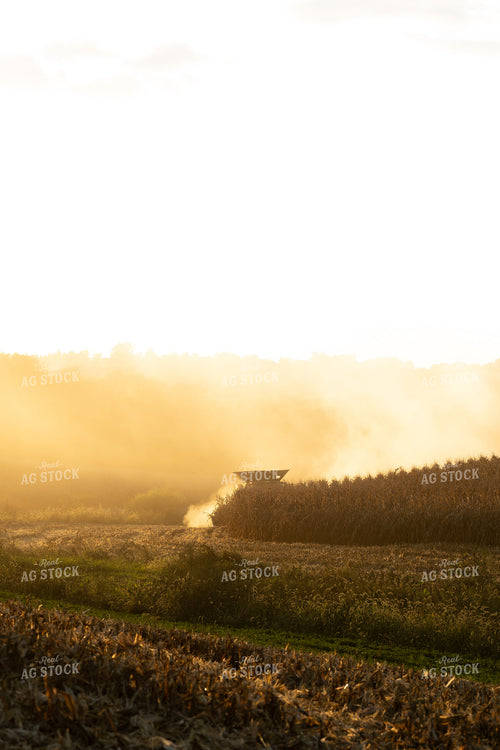 Corn Harvest 215148