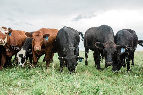 Cow Herd in Green Pasture 53047