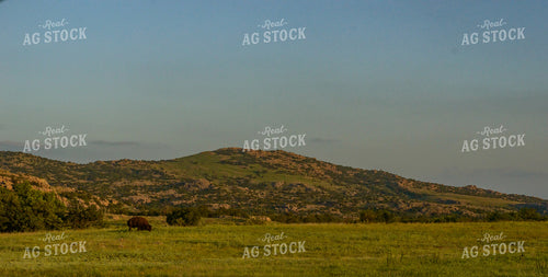 Bison on Pasture 283007