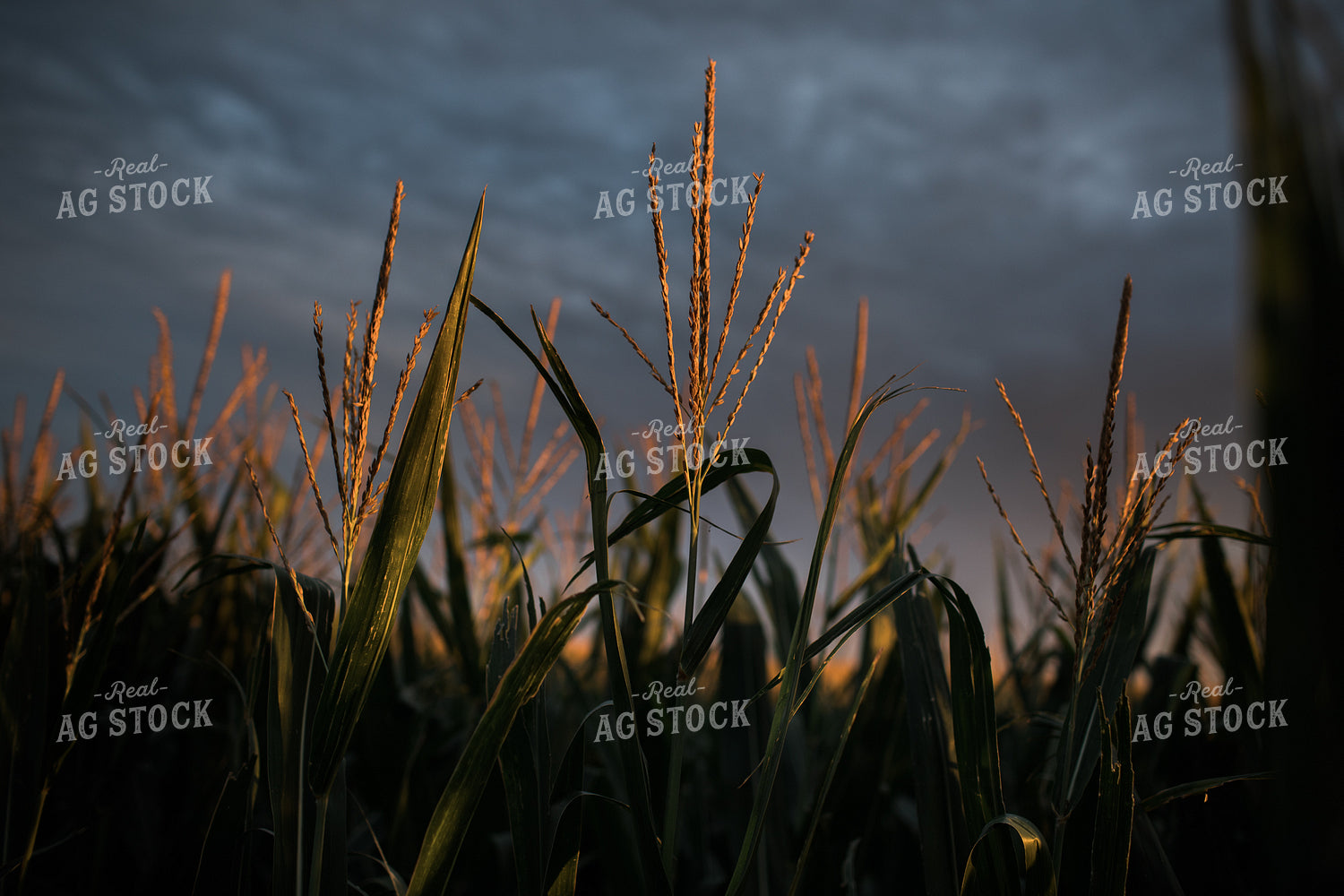 Corn Tassels at Sunset Dark Sky 3198