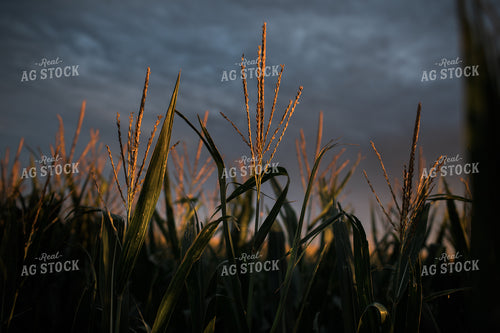 Corn Tassels at Sunset Dark Sky 3198