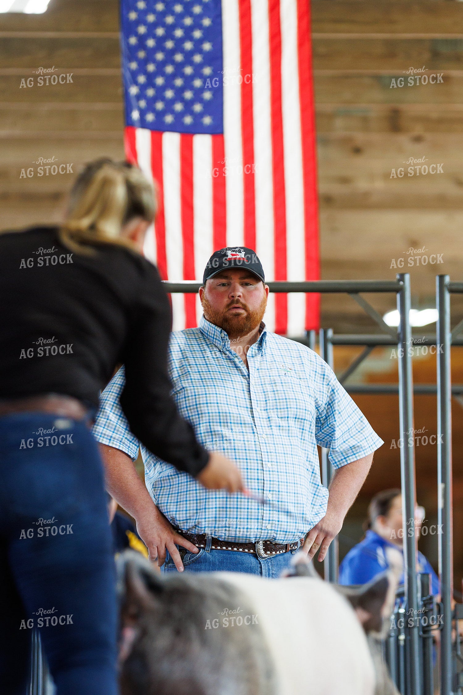 Pig Show Judge 295094