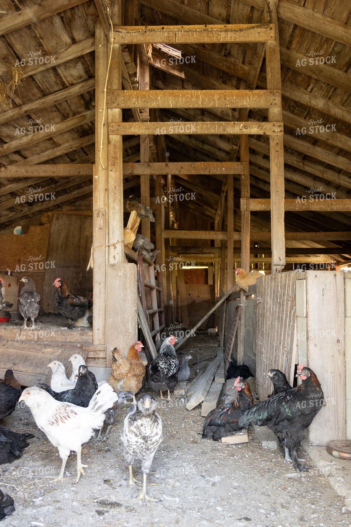 Mixed-Breed Chickens Roaming Inside a Rustic Wooden Barn 405012