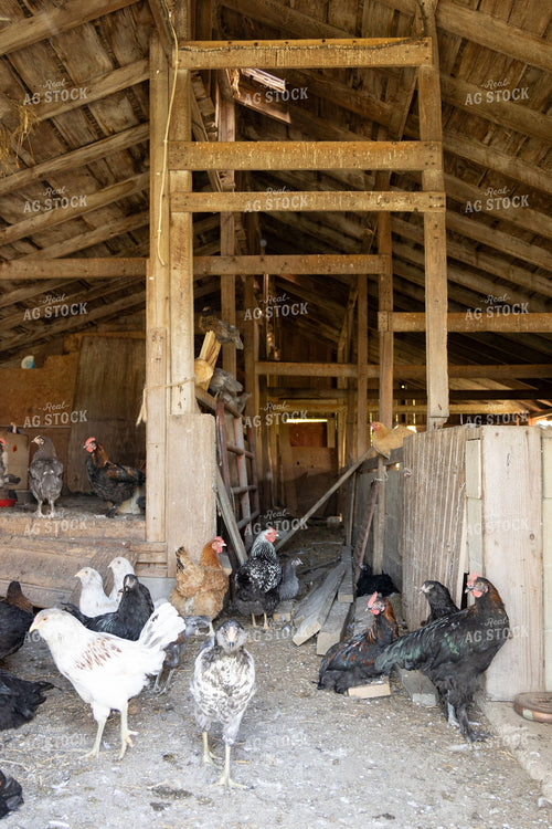 Mixed-Breed Chickens Roaming Inside a Rustic Wooden Barn 405012