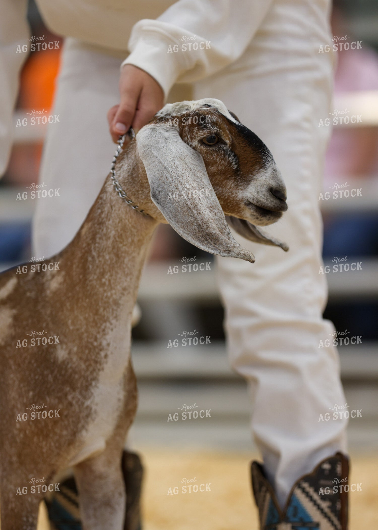 Showing Goats 160271
