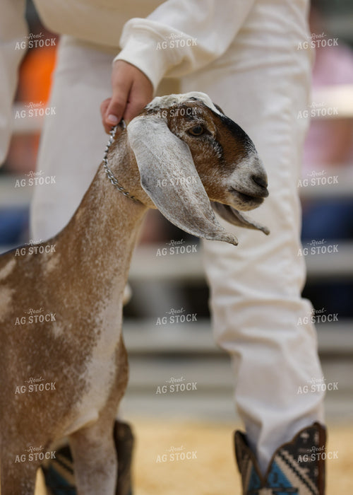 Showing Goats 160271