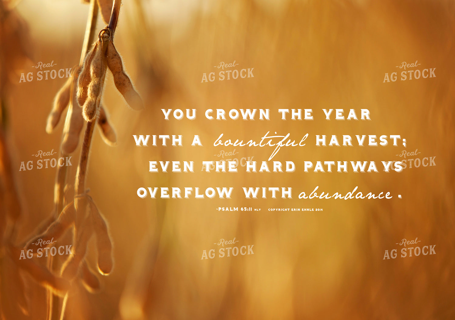 Abundance 1001