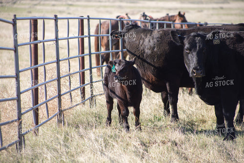 Black Angus Cattle in Pen 117165