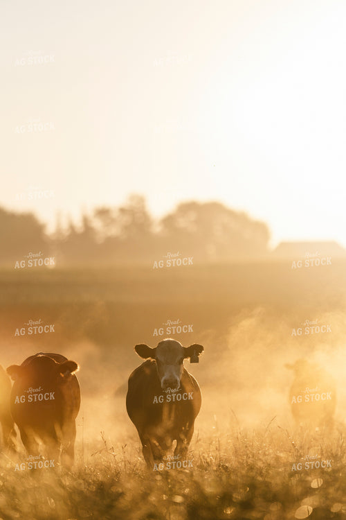 Cattle on Pasture in Morning Fog 250198