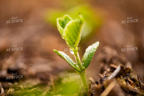 Water Droplets on Young Soybean Plant Leaves 136049