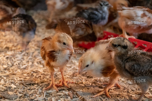 Chicks Walking Around 50317