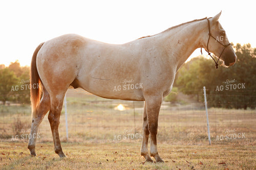 Horse 127039