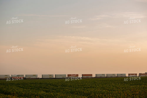 Soybeans - Mid-Season 2382