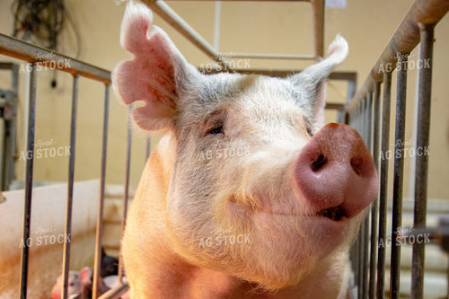 Pig in Pen 90047