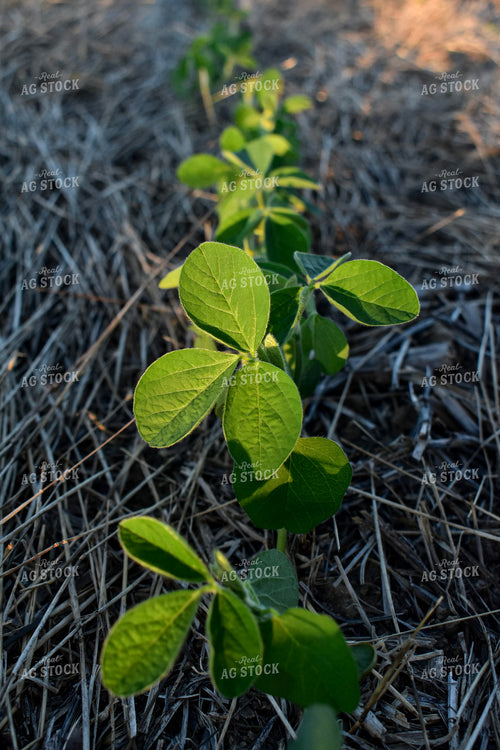 Soybean Field at Sunrise 156121