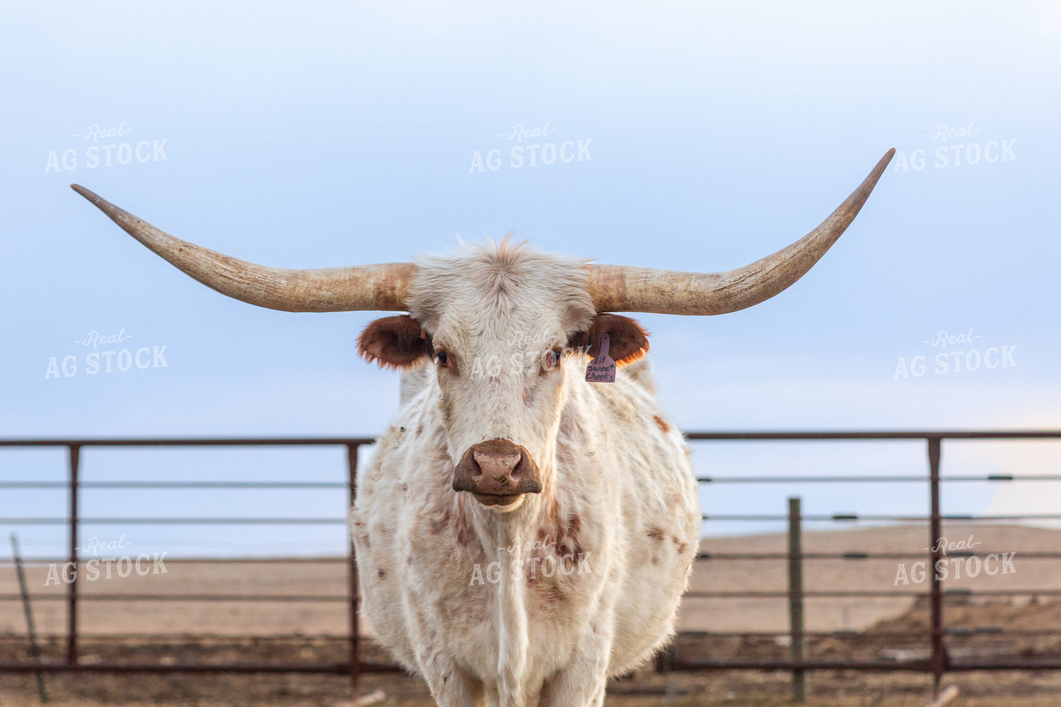 Longhorn Cow 155366