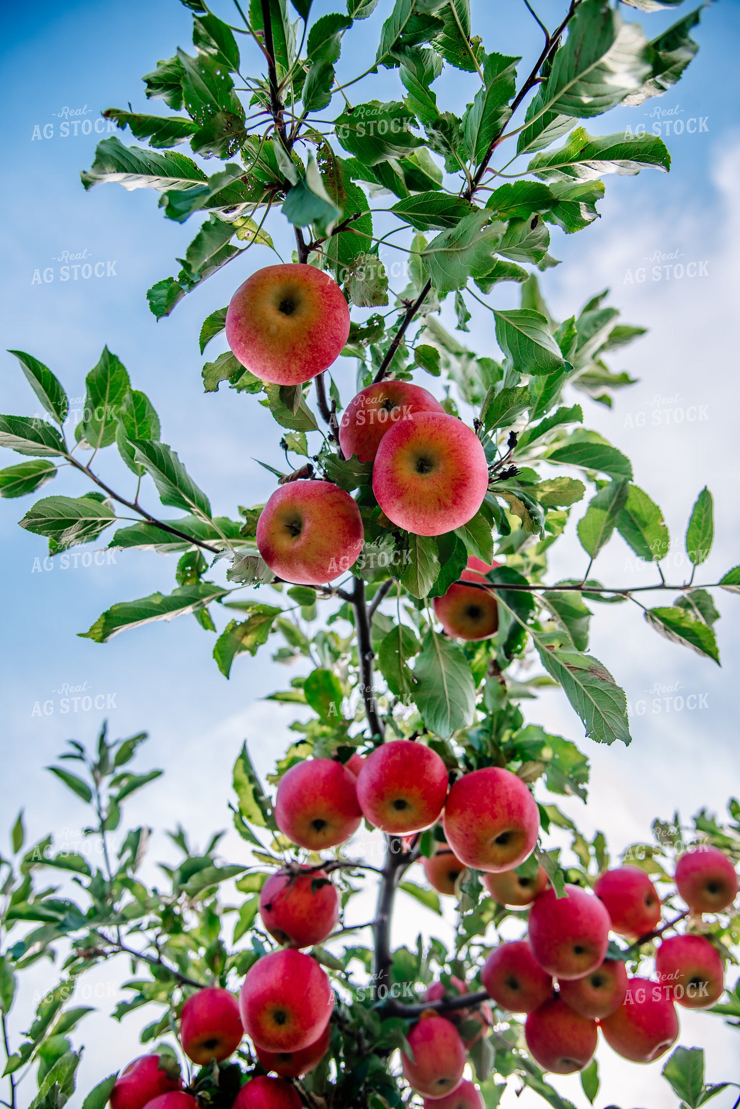 Gala Apples 137079