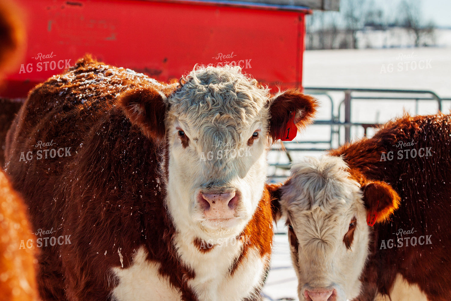 Hereford Cattle in Snow 150033