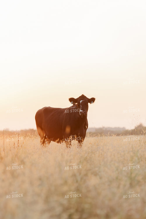 Cattle on Pasture 131036