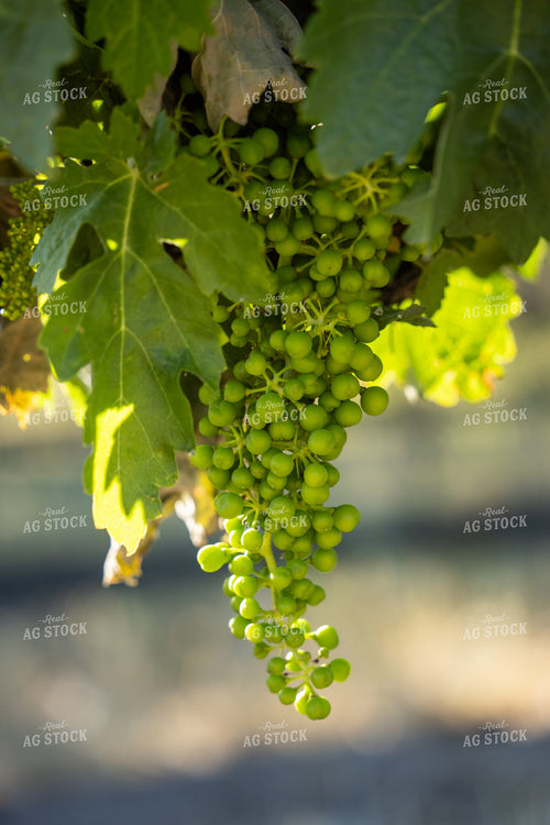 Vineyard 65798