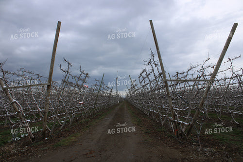 Snowy Trellises 198018