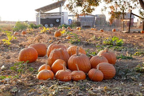 Pumpkins 276087