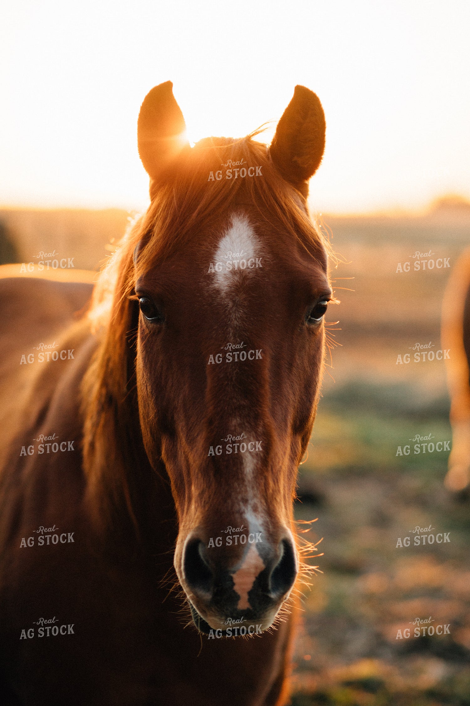 Ranch Horse at Sunrise 53015