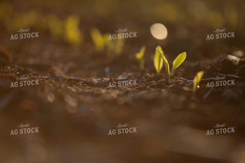 Corn - Early Growth 1144
