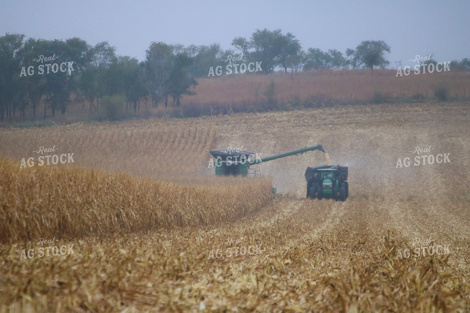 Corn Harvest 82332