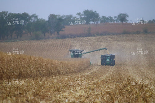Corn Harvest 82332