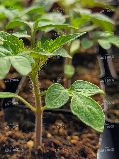 Tomato Starts 240012