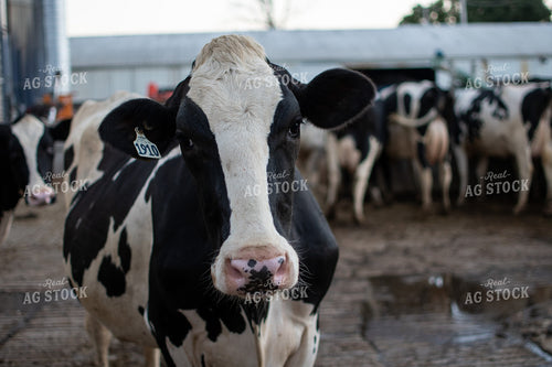 Holstein Cattle 50328