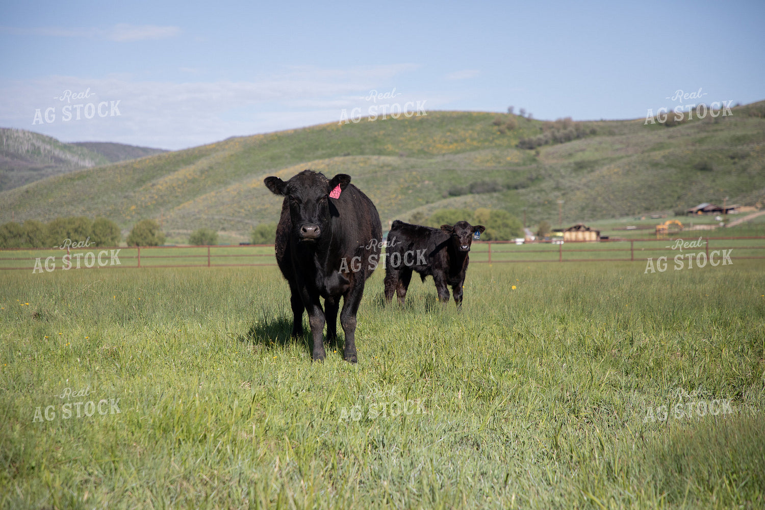 Cow & Calf in Pasture in the Foothills 117041