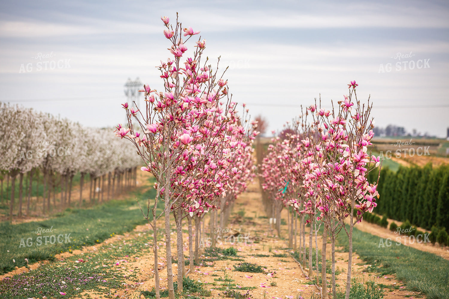Magnolia Tree Blooming 270487