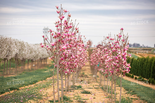 Magnolia Tree Blooming 270487
